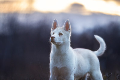 Brauner Husky, Hundeshooting Magdeburg